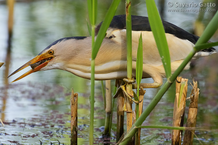 Little Bittern