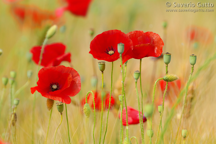 Poppies