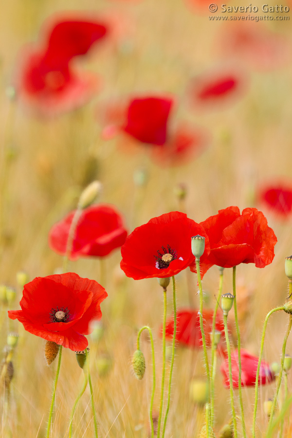 Common Poppies