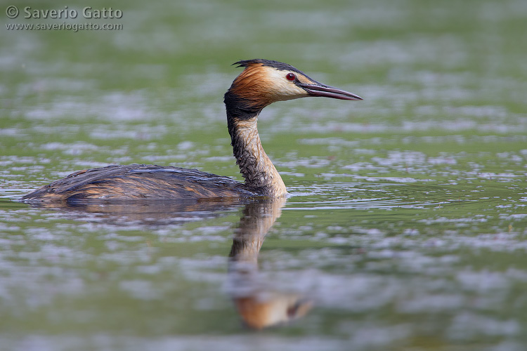 Great Crested Grebe