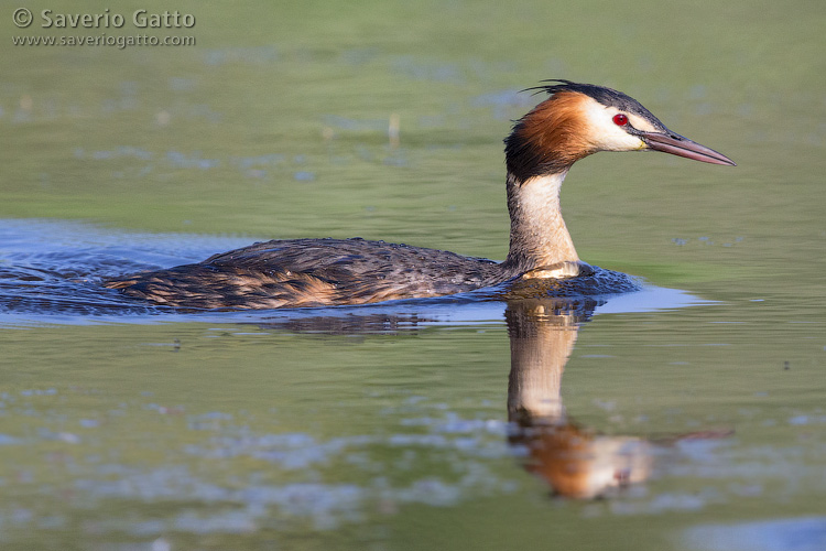 Great Crested Grebe