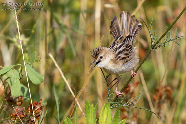 Zitting Cisticola