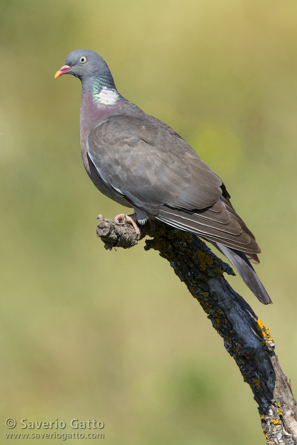 Woodpigeon