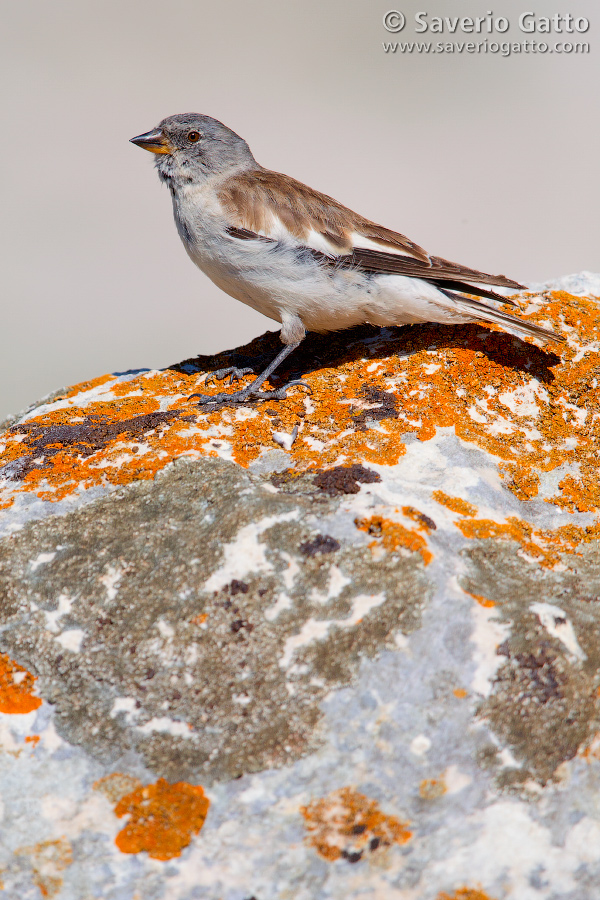 Snowfinch