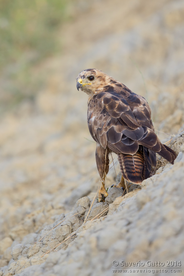 Common Buzzard