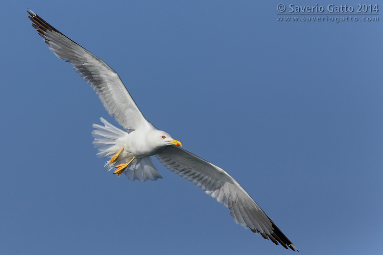 Yellow-legged Gull