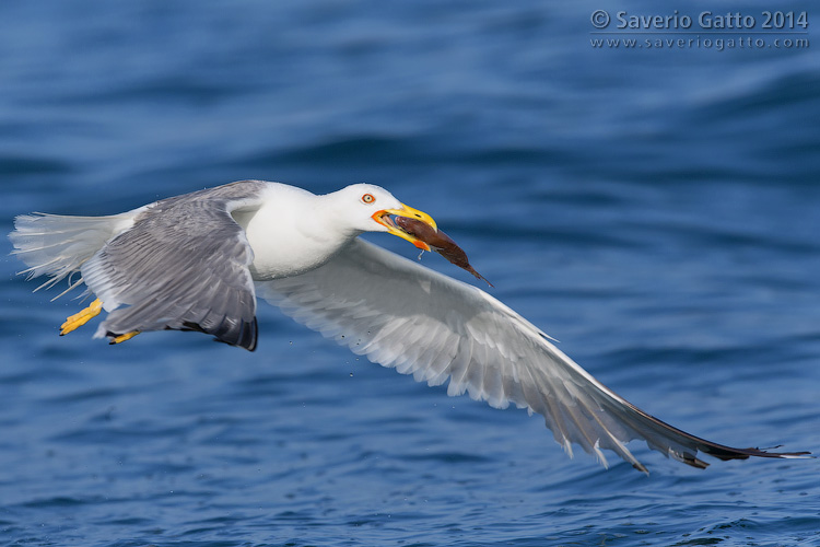 Yellow-legged Gull