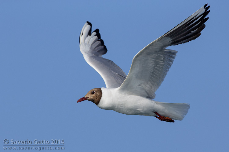 Black-headed Gull