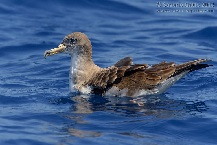 Scopoli's Shearwater