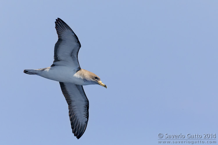 Scopoli's Shearwater