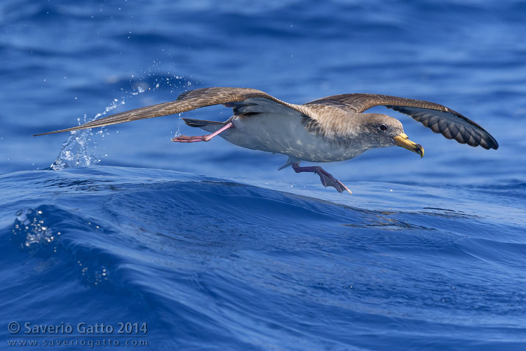 Scopoli's Shearwater