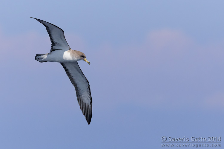 Scopoli's Shearwater