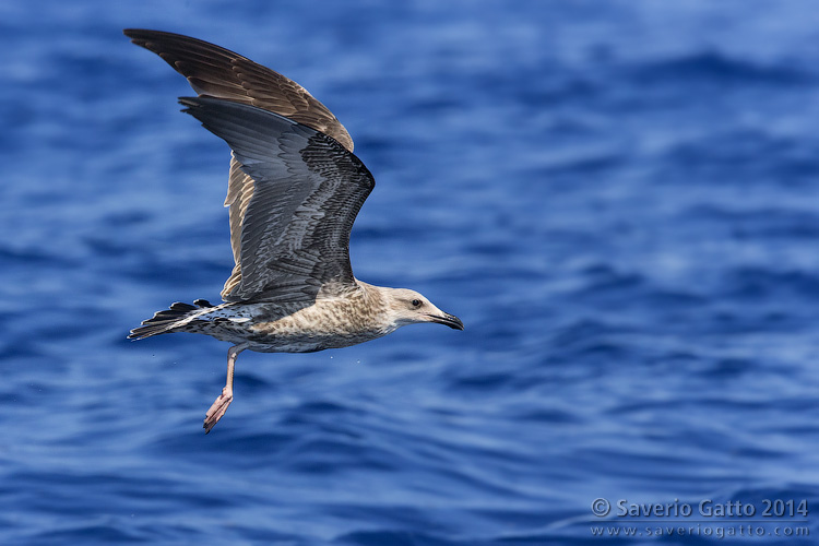 Yellow-legged Gull