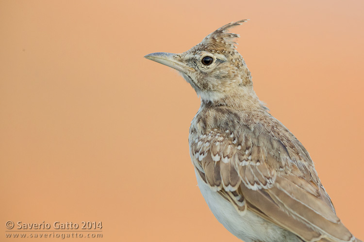 Crested Lark