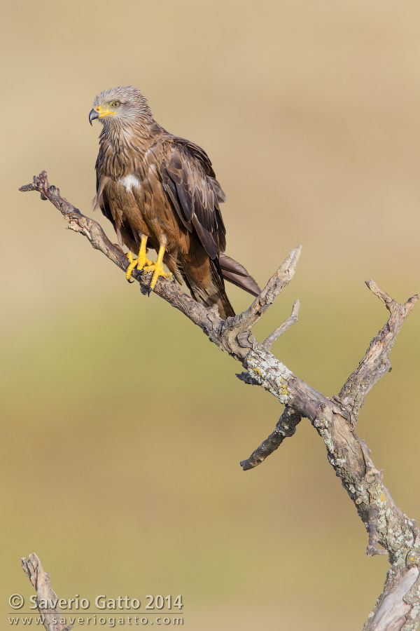 Black Kite