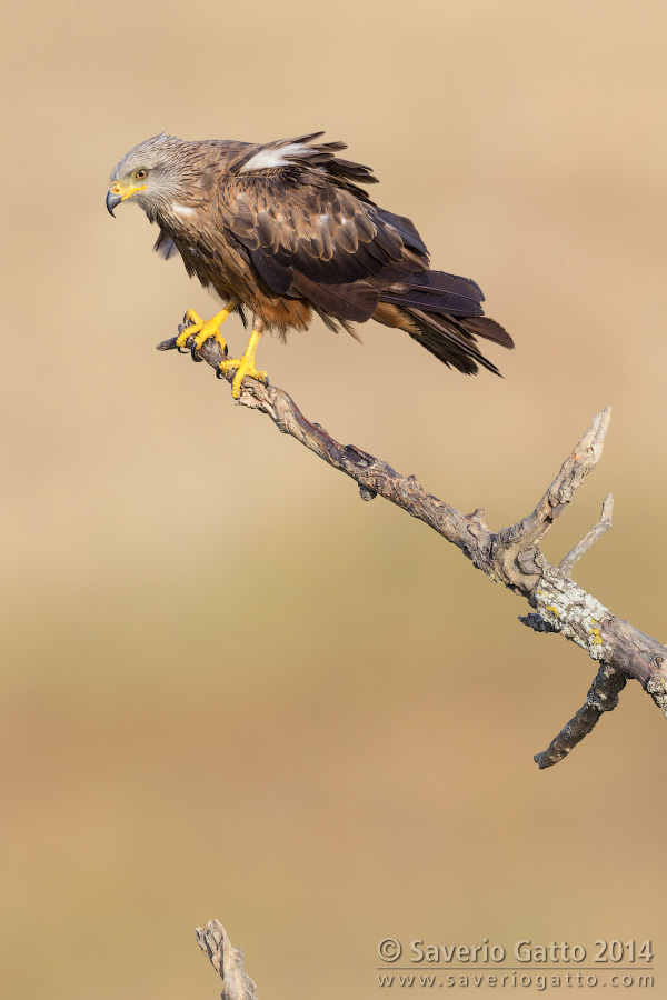 Black Kite