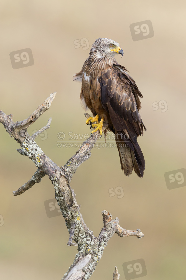 Black Kite