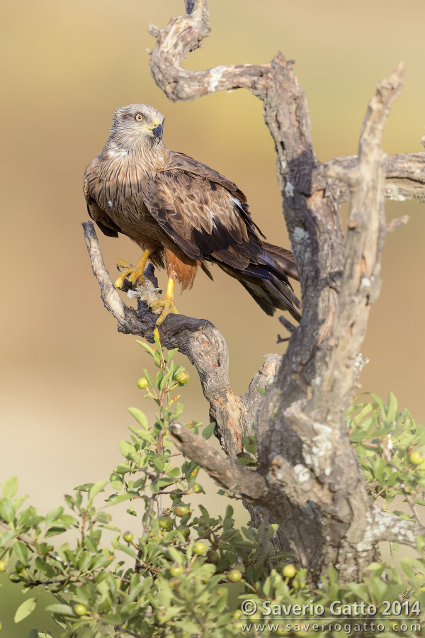 Black Kite