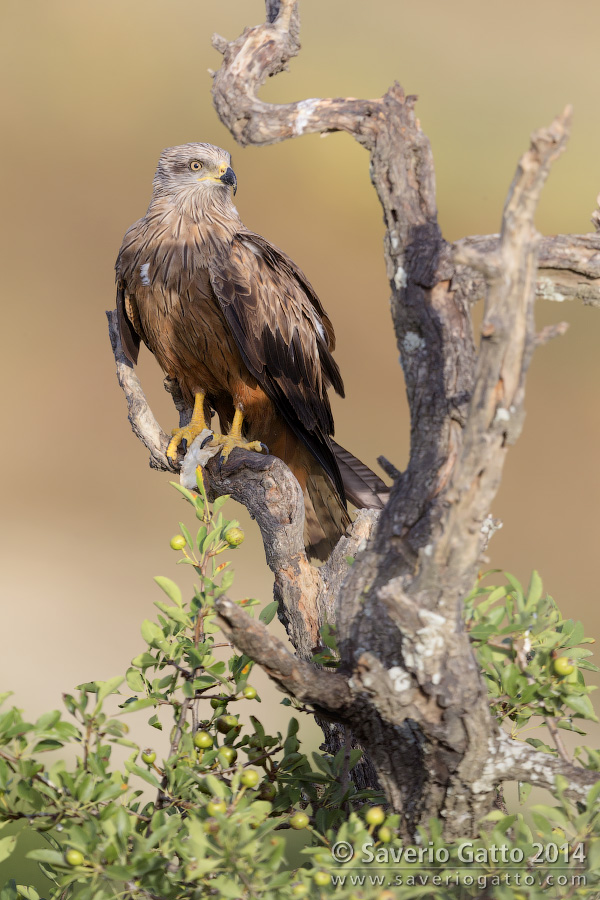 Black Kite