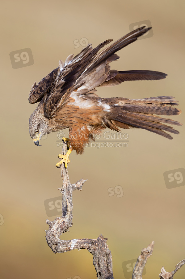 Black Kite