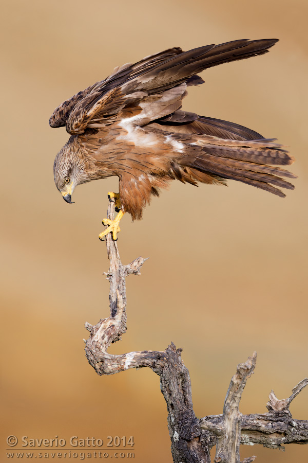 Black Kite