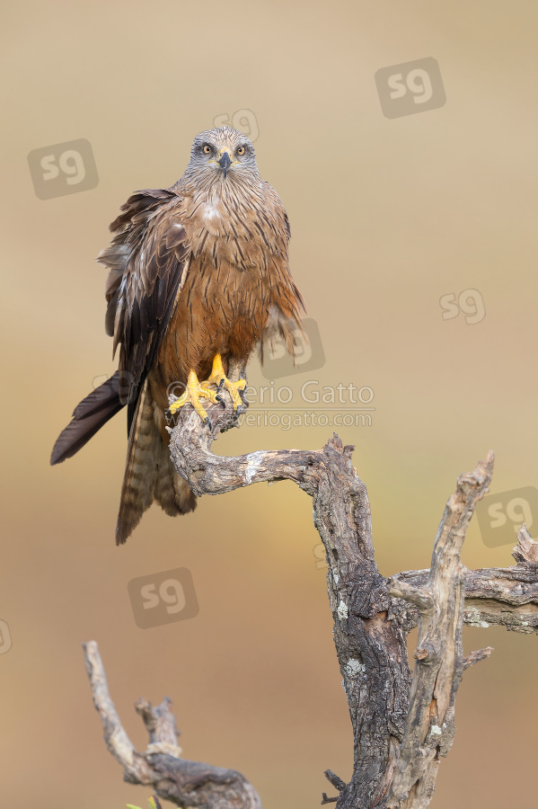 Black Kite