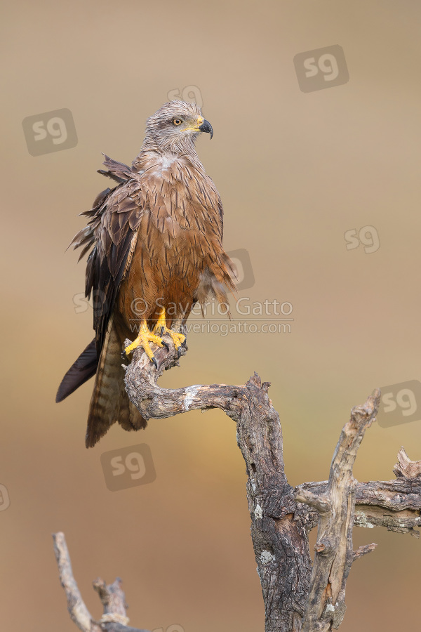 Black Kite