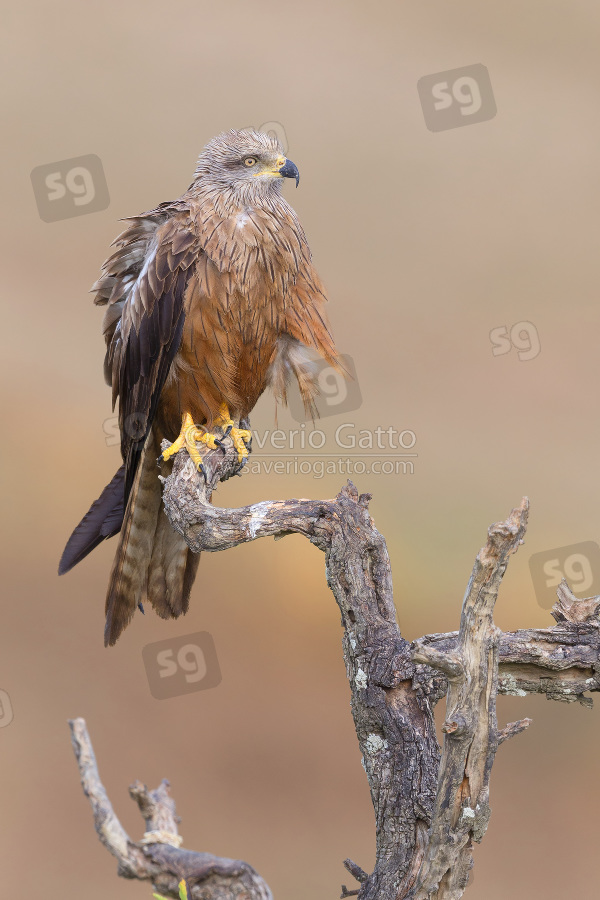 Black Kite