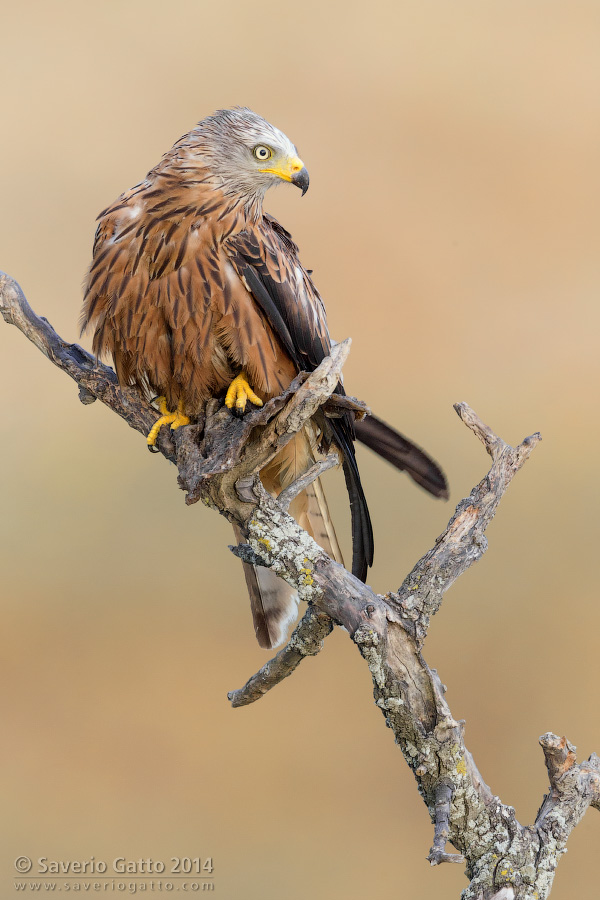 Red Kite