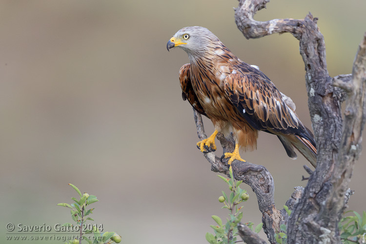 Red Kite