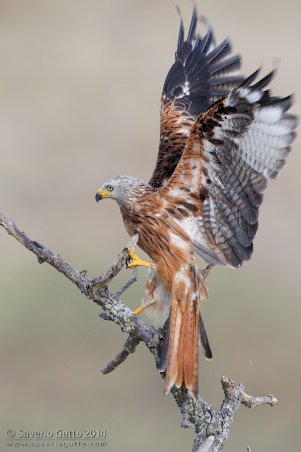 Red Kite