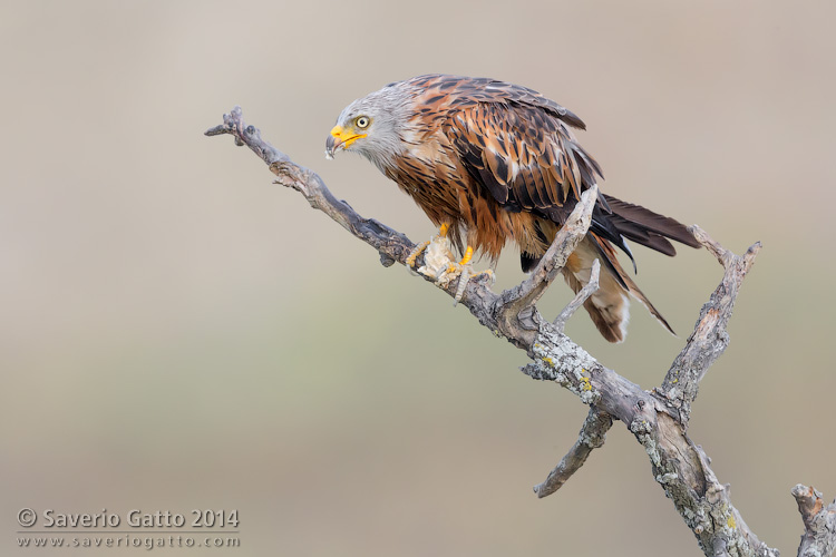 Red Kite