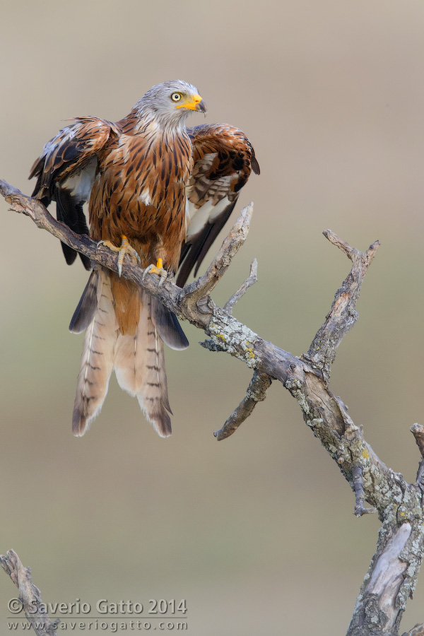 Red Kite