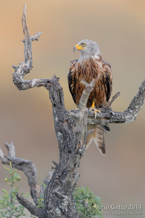 Red Kite