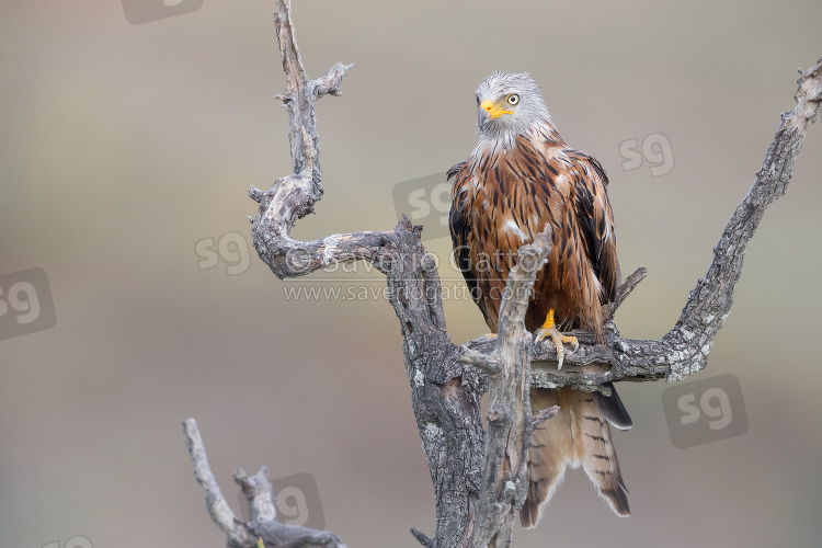 Red Kite