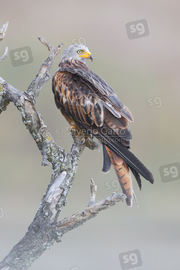 Red Kite