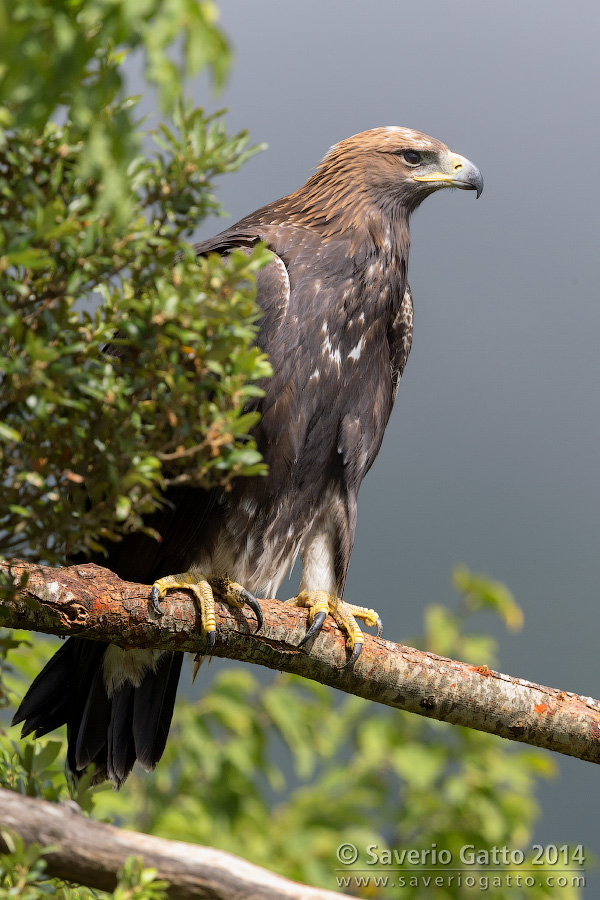 Golden Eagle