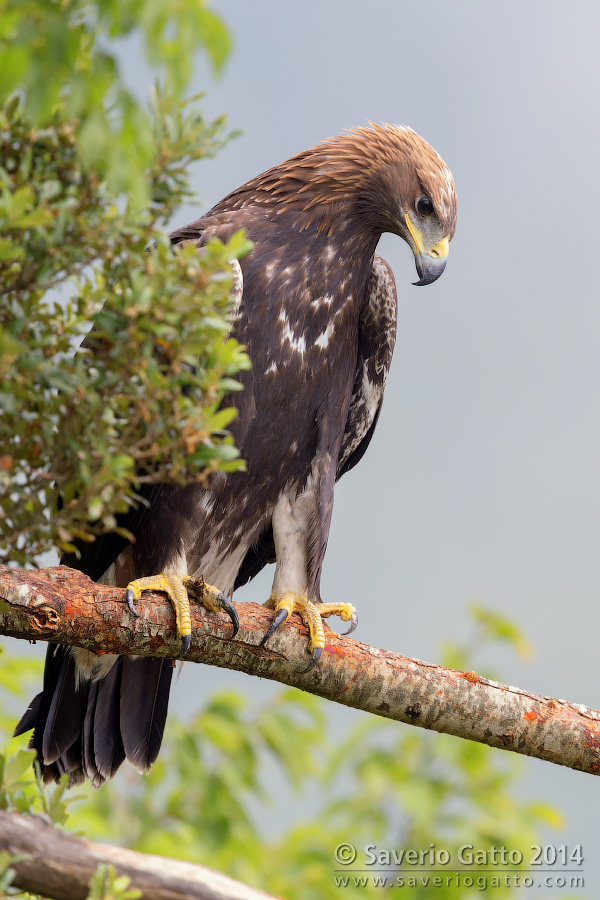 Golden Eagle