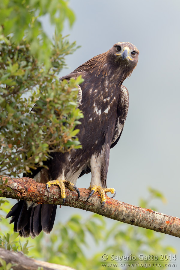 Golden Eagle