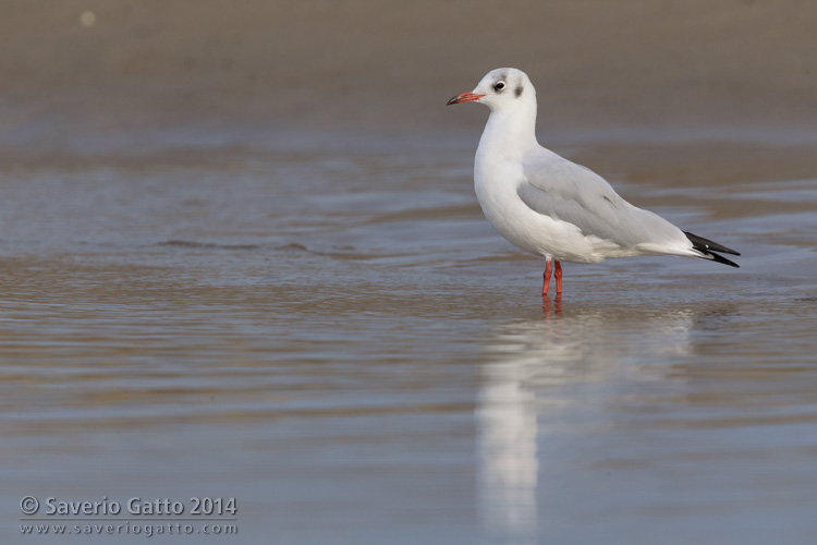 Black-headed Gull