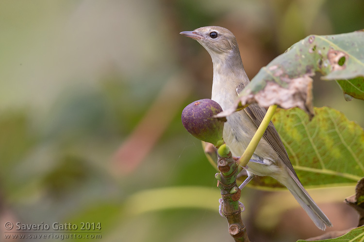 Garden Warbler