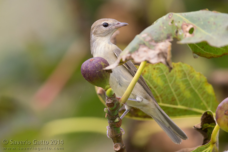 Garden Warbler