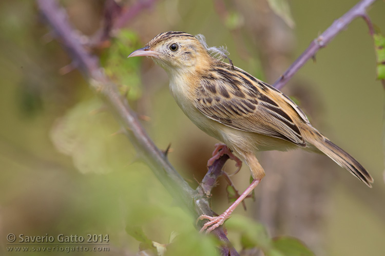 Zitting Cisticola