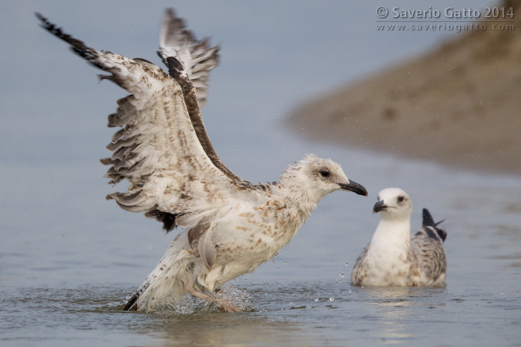 Yellow-legged Gull