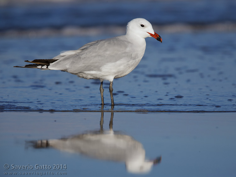 Audouin's Gull