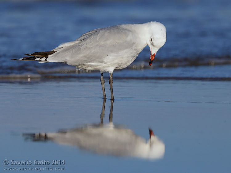 Audouin's Gull