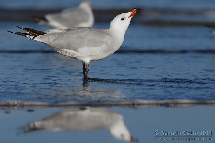 Audouin's Gull