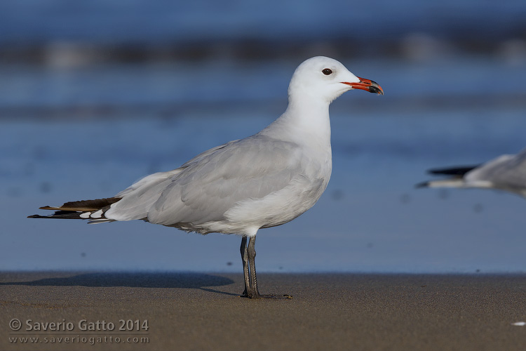 Audouin's Gull