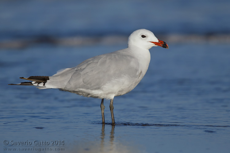 Audouin's Gull