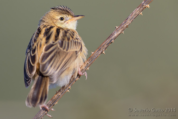 Zitting Cisticola